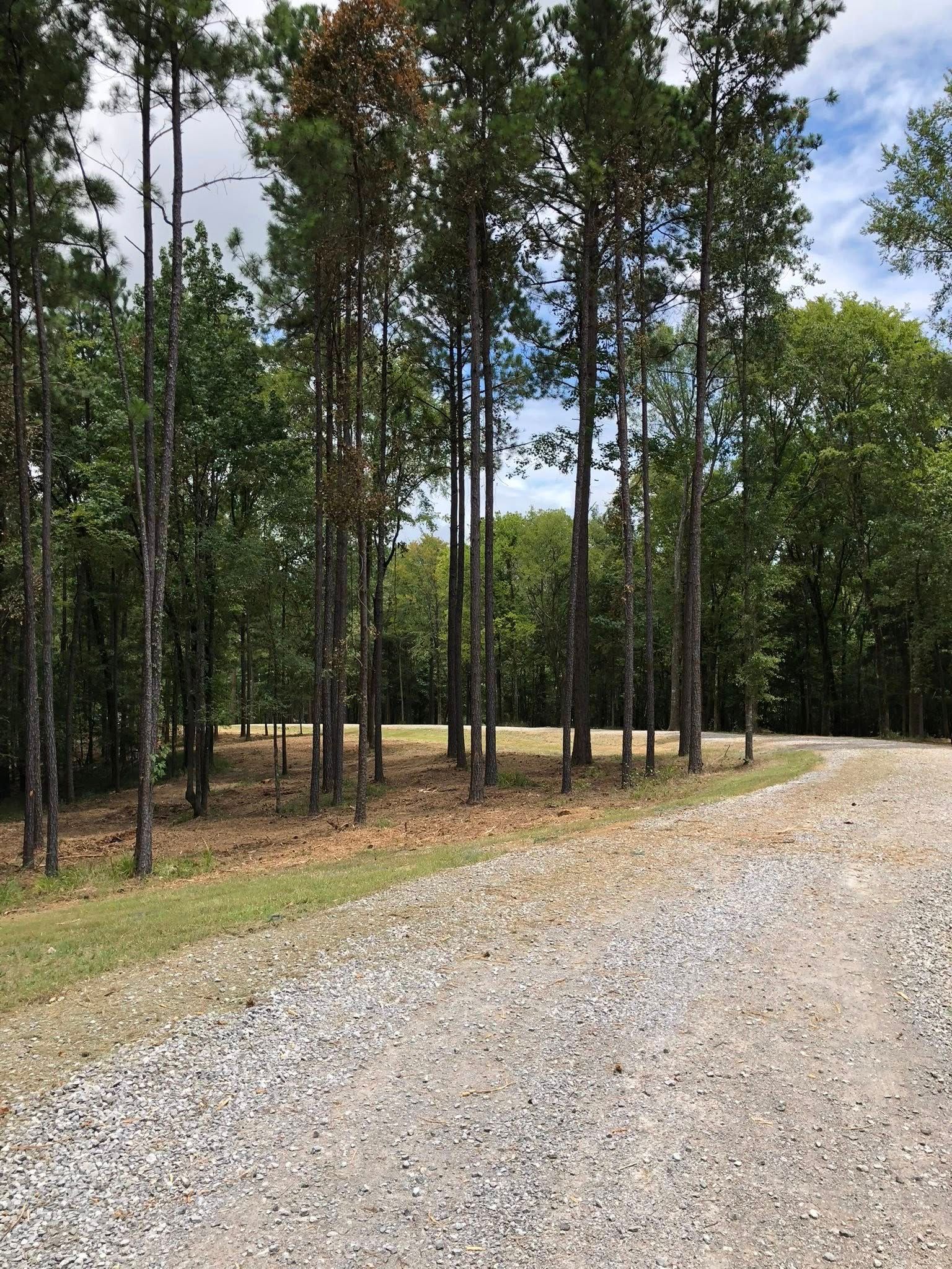 A gravel driveway curves past a line of tall pine trees into a wooded area under a blue, cloudy sky.