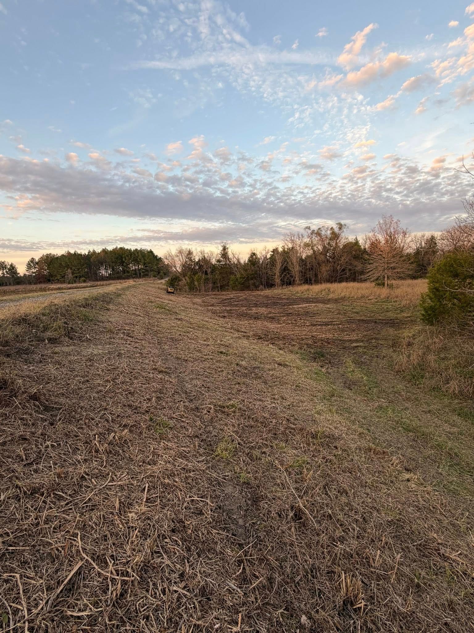 A harvested field with dry stalks in the foreground leads toward a line of trees under a light blue, cloudy sunset sky.