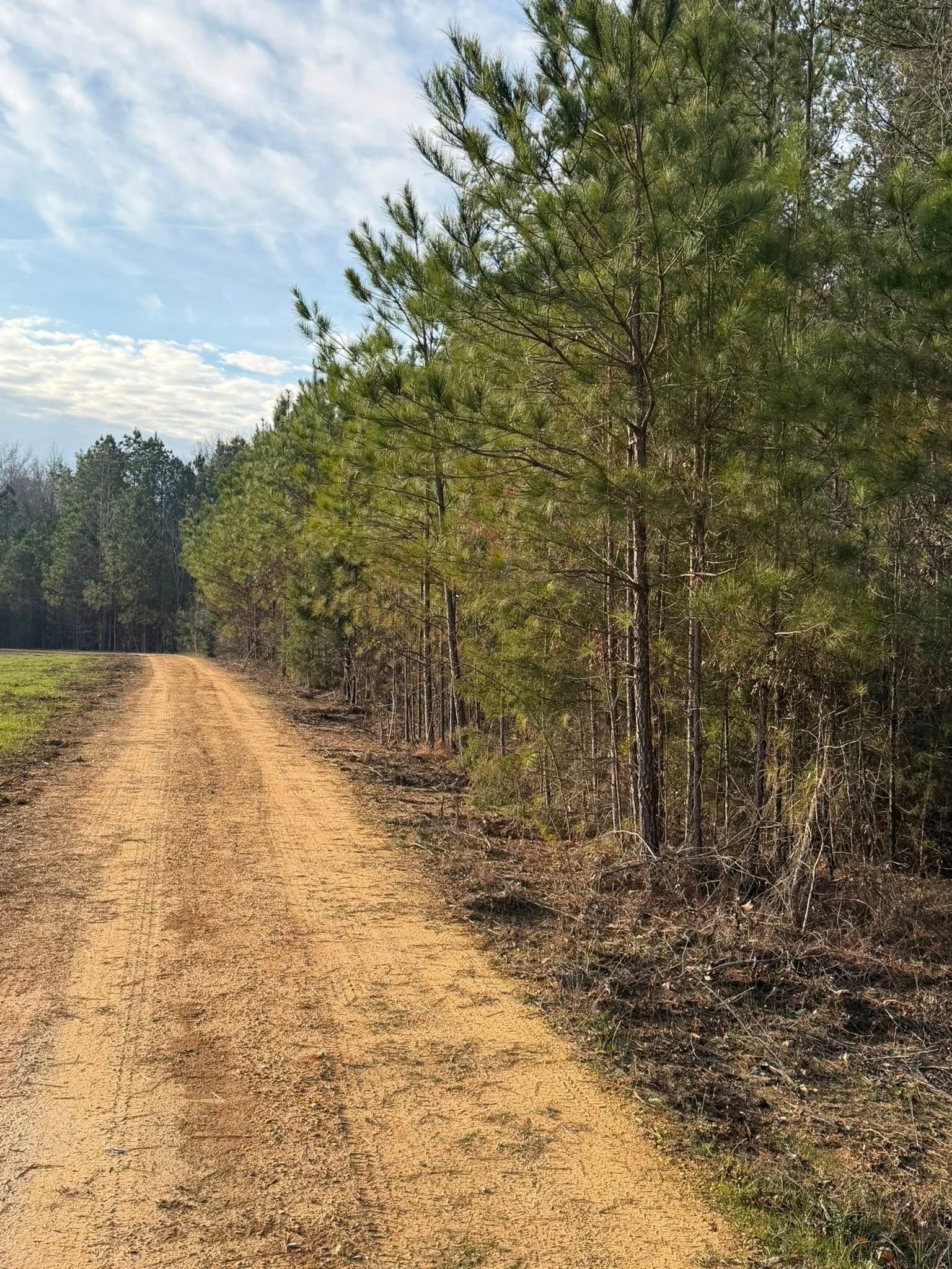 A dirt path stretches into the distance, bordered by a dense line of tall evergreen pine trees under a partly cloudy sky.