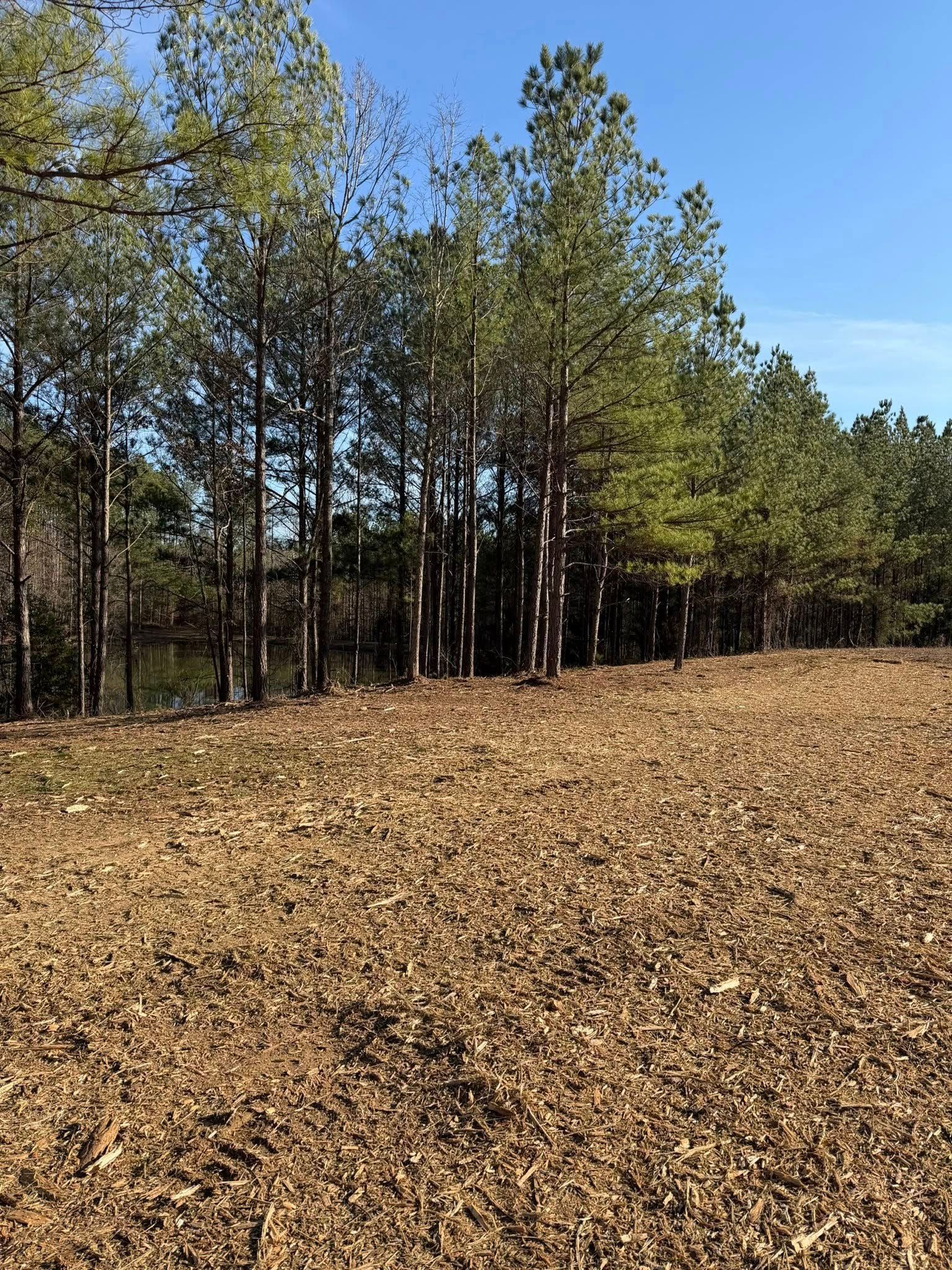 A forest edge with a line of tall pine trees standing above a foreground of scattered brown leaves and mulch.
