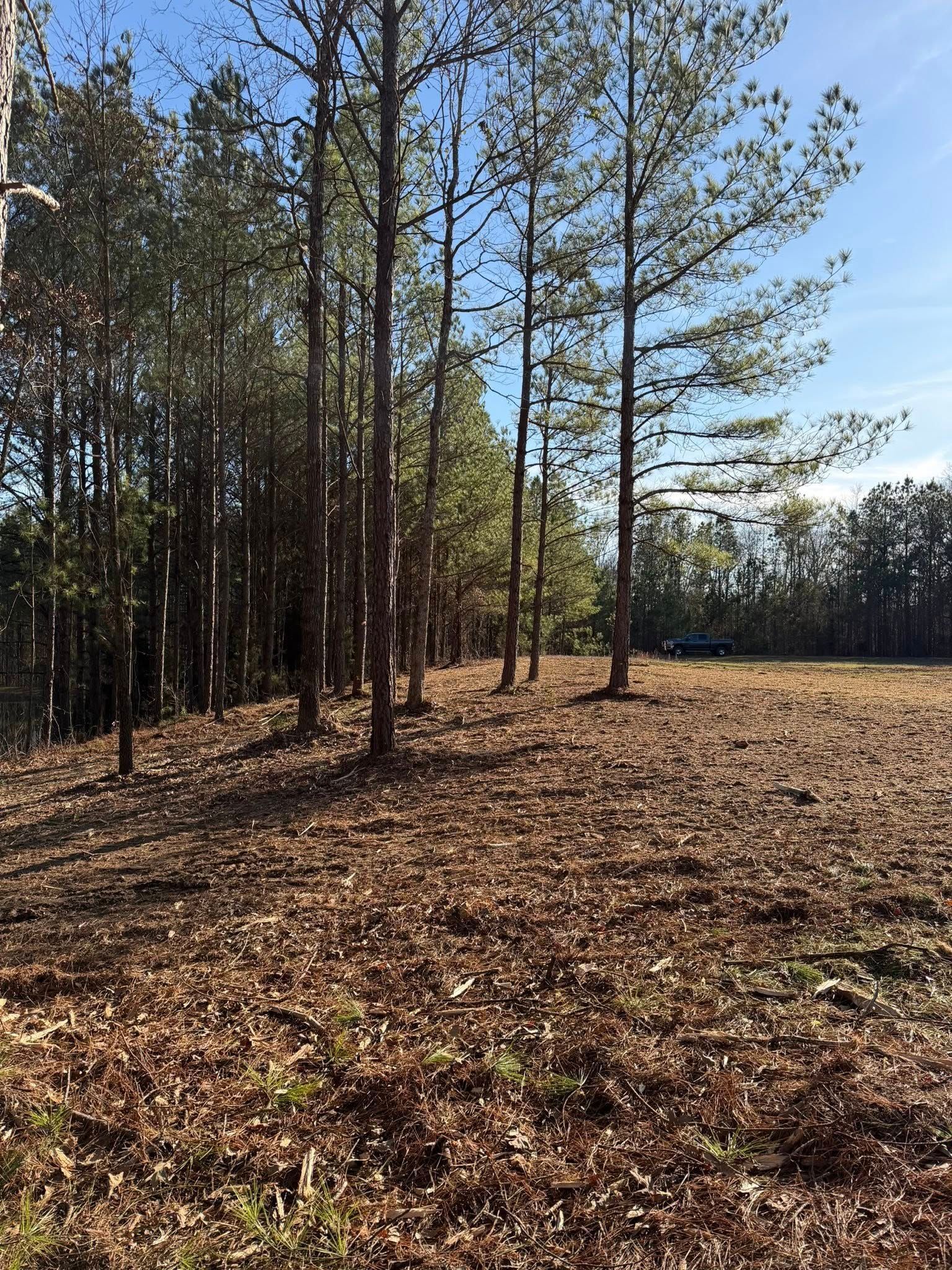A row of tall pine trees borders an open field covered in brown fallen leaves under a clear blue sky.