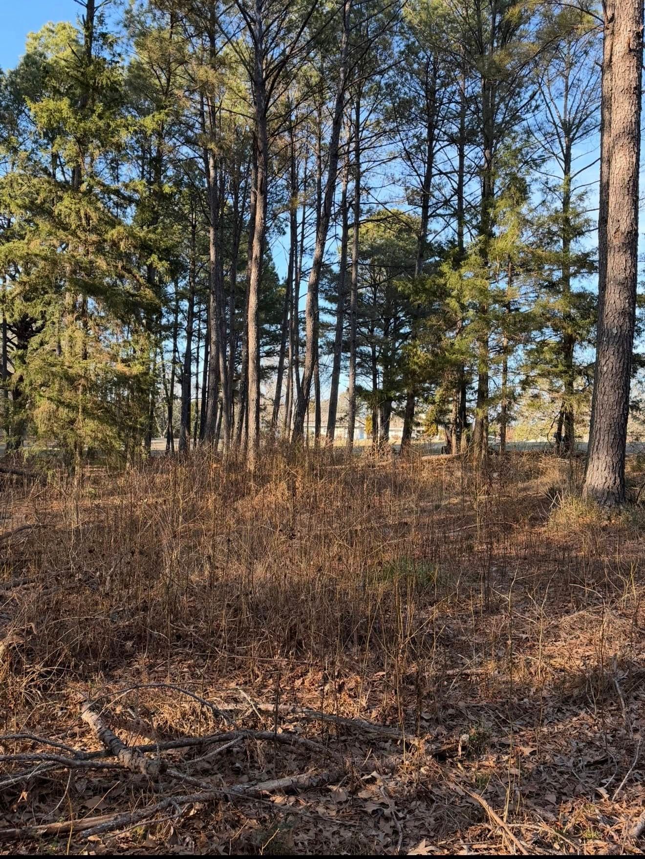A sunlit, wooded area with tall pine trees above a floor of dry, brown brush and fallen branches.