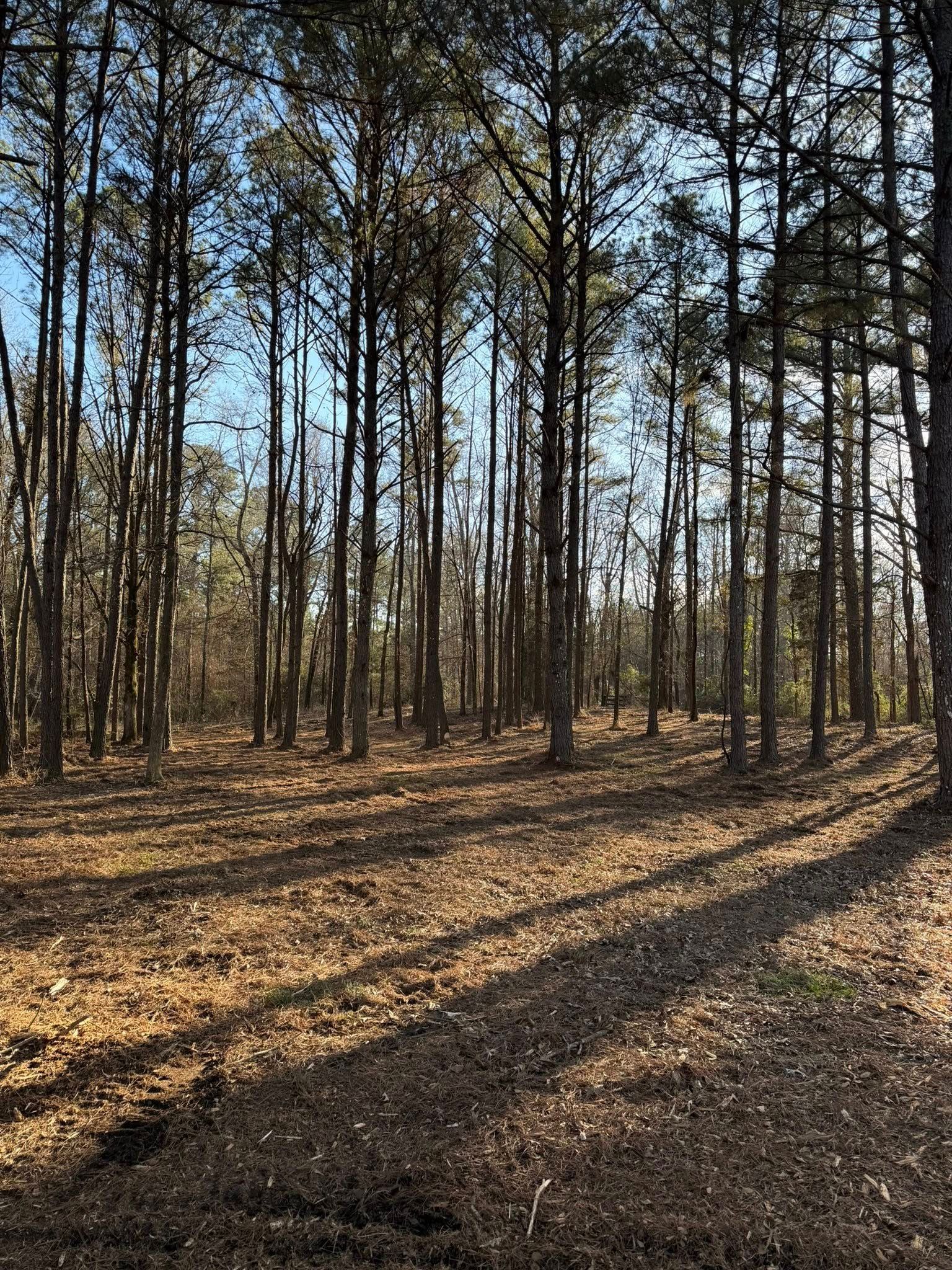 A sunlit grove of tall, slender pine trees with long shadows cast across a forest floor covered in fallen brown needles.