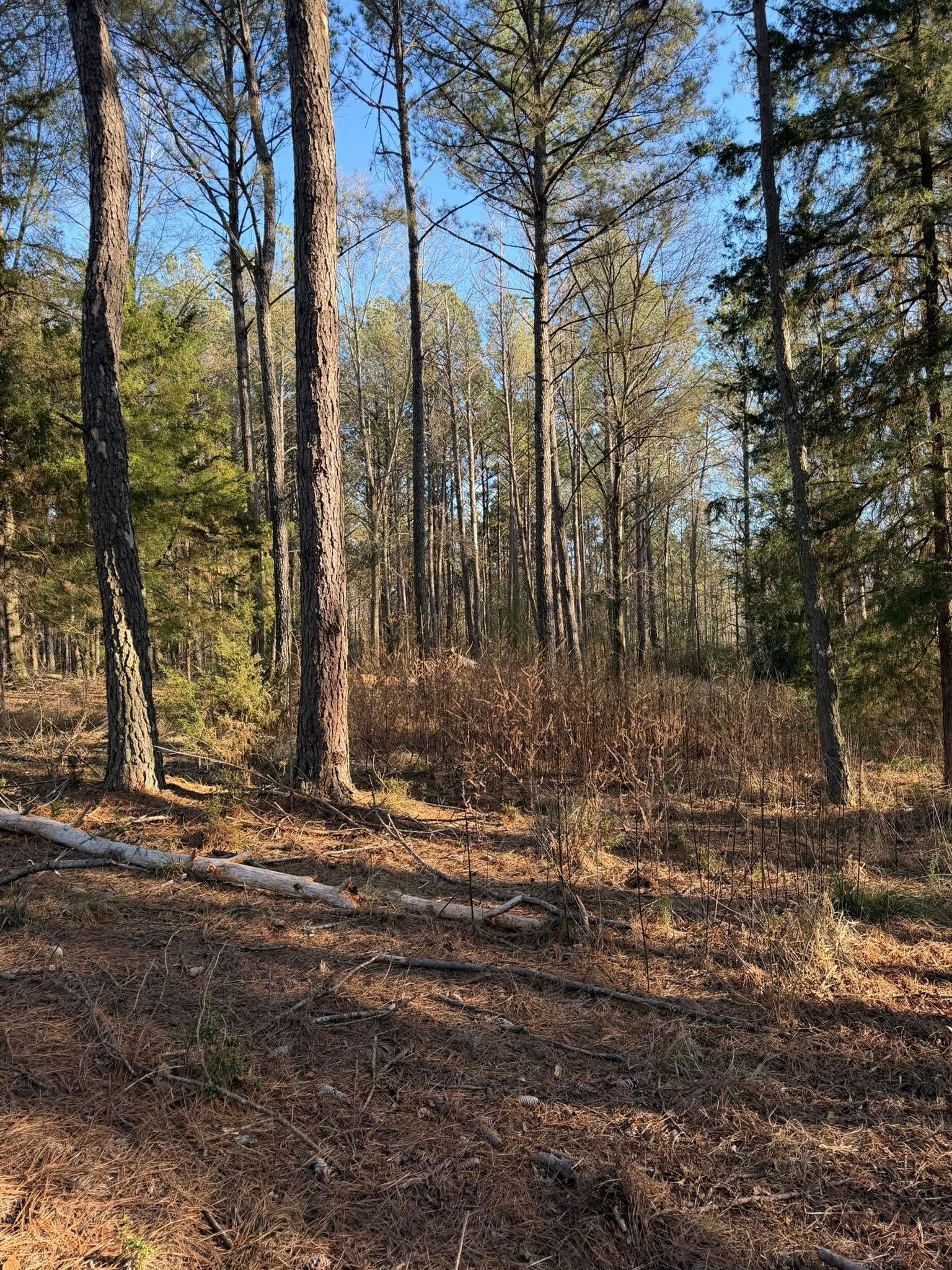Tall pine trees rise above a forest floor covered in brown, dried leaves and low-lying shrubs under a clear blue sky.