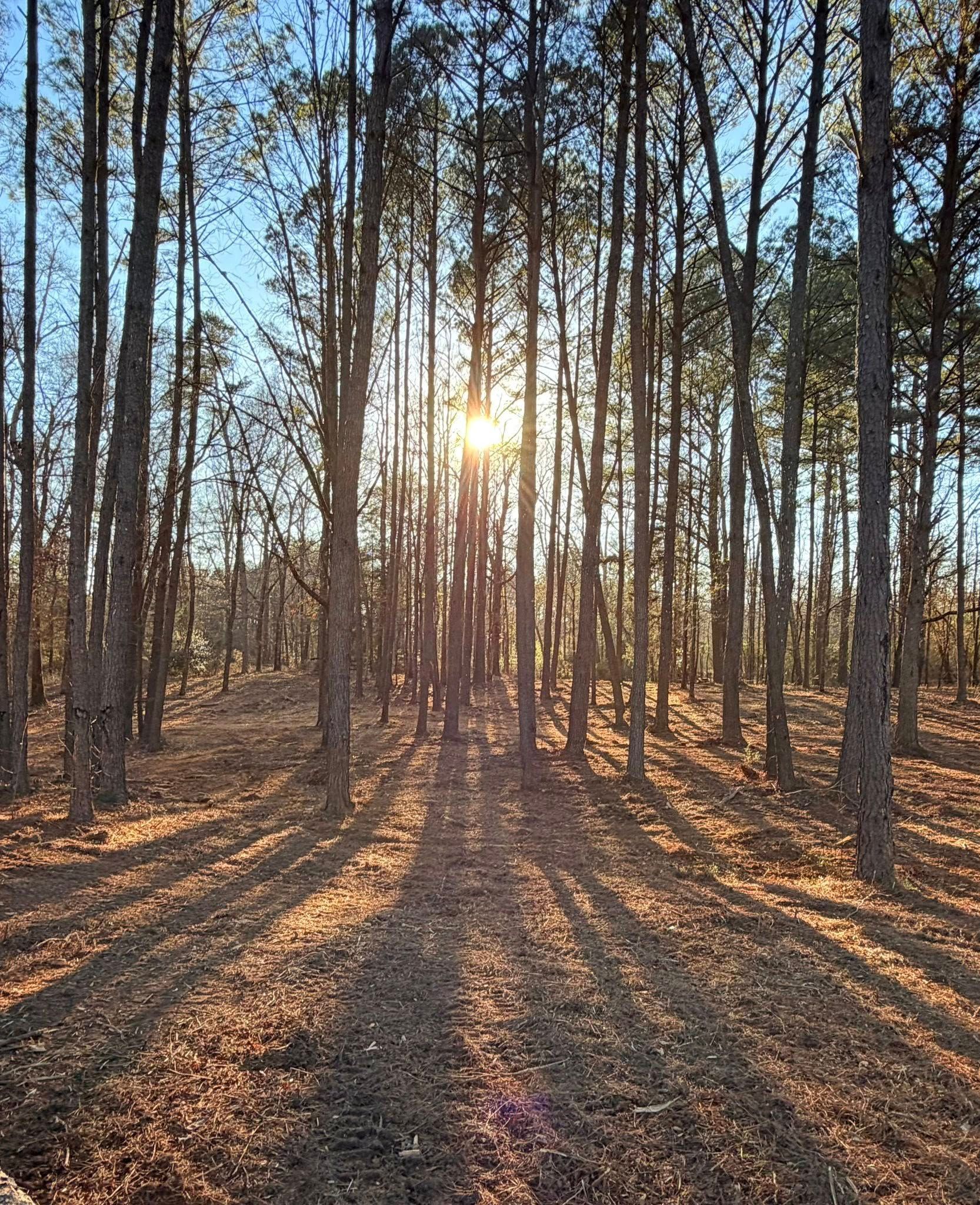 Sunlight filters through tall, slender pine trees in a forest, casting long, dramatic shadows across the leaf-covered ground.