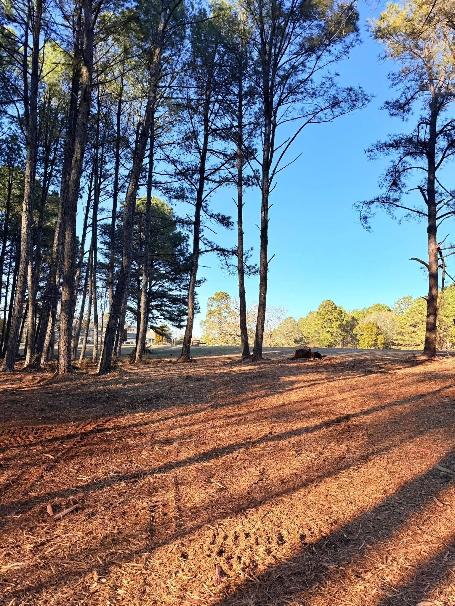 Sunlight casts long shadows across a forest floor covered in dry pine needles, with tall trees under a clear blue sky.