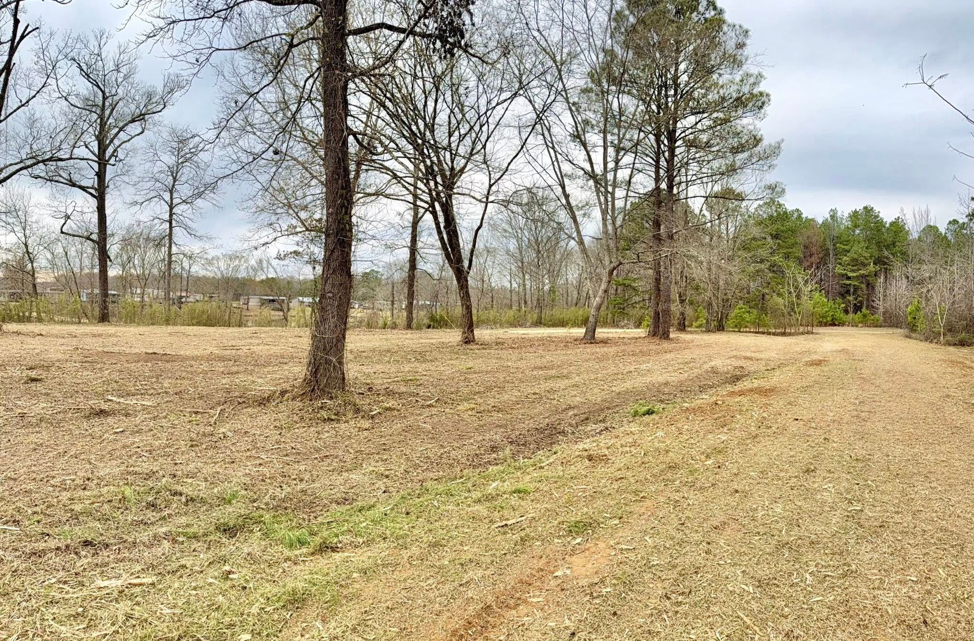 A clearing with scattered trees, dead leaves, and patches of green grass under an overcast sky.