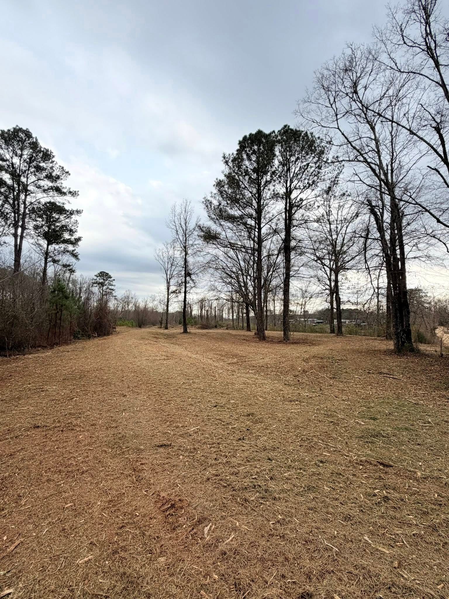 A clearing with dry, brown ground and leaf litter surrounded by tall, slender pine and deciduous trees under a cloudy sky.
