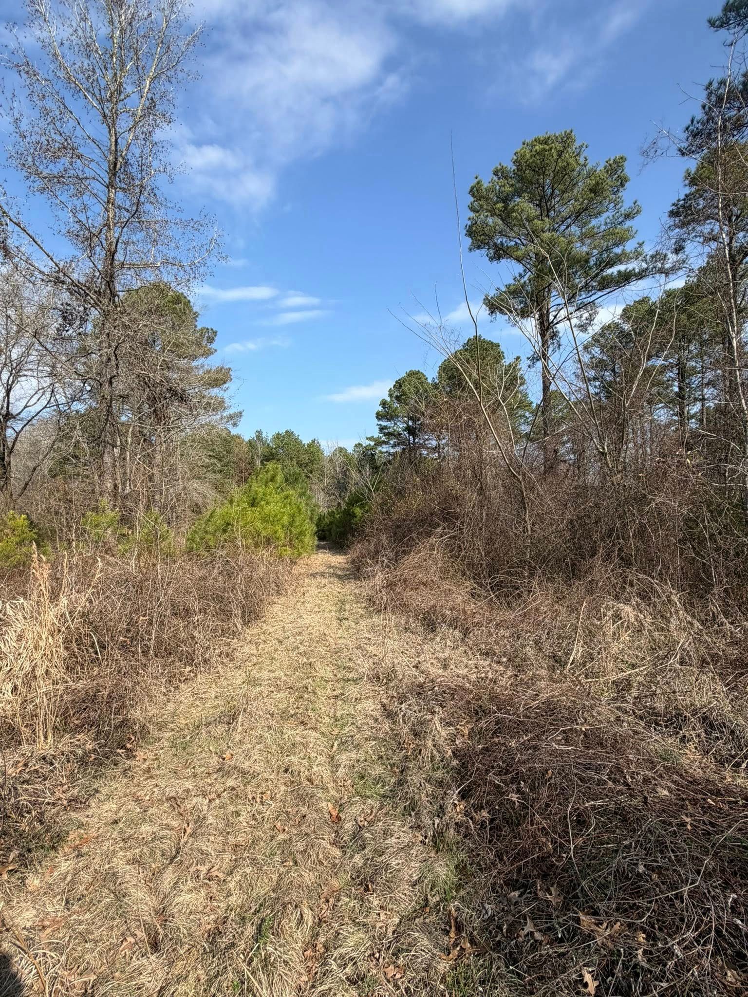 A narrow dirt path through a field of dry brush and dead foliage, leading toward pine trees under a clear blue sky.