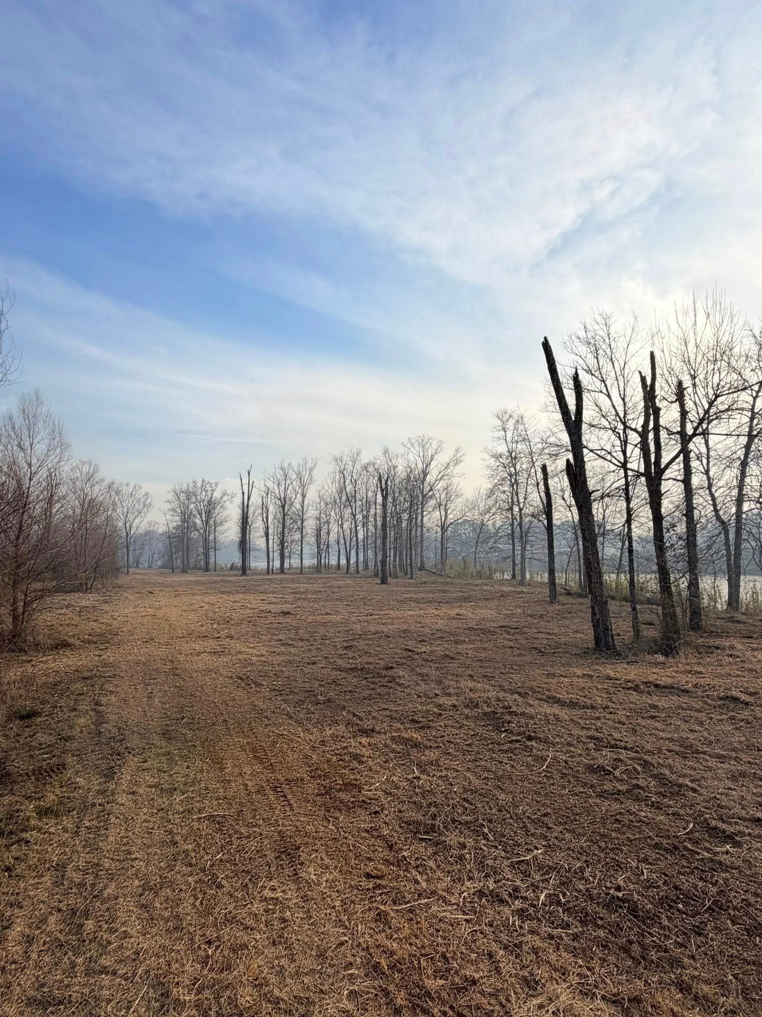 A field of dry, brown grass under a bright blue sky, with sparse, leafless trees scattered across the landscape.