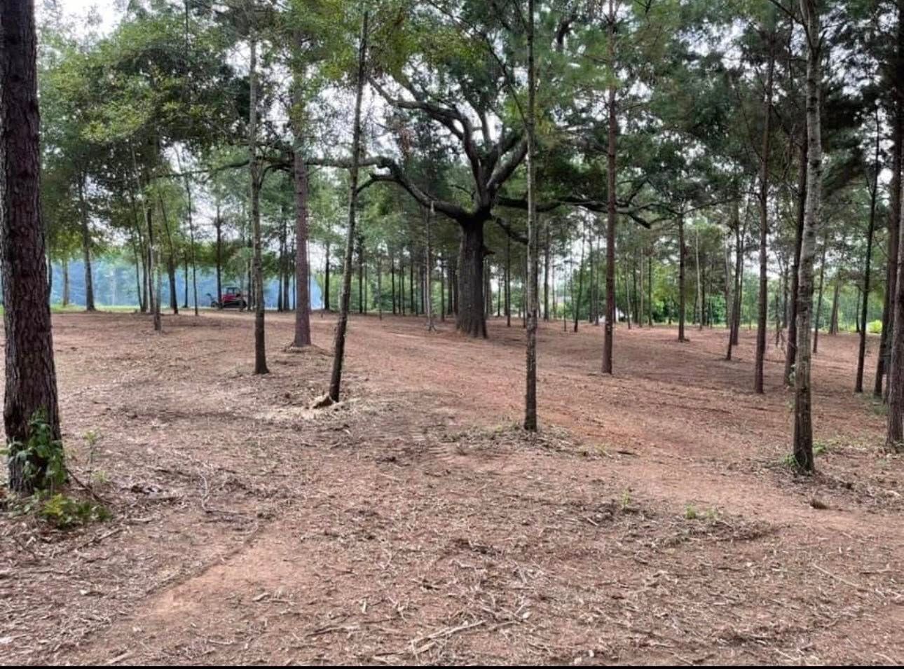 A pine grove with cleared brown dirt paths winding between thin trees under a cloudy sky.