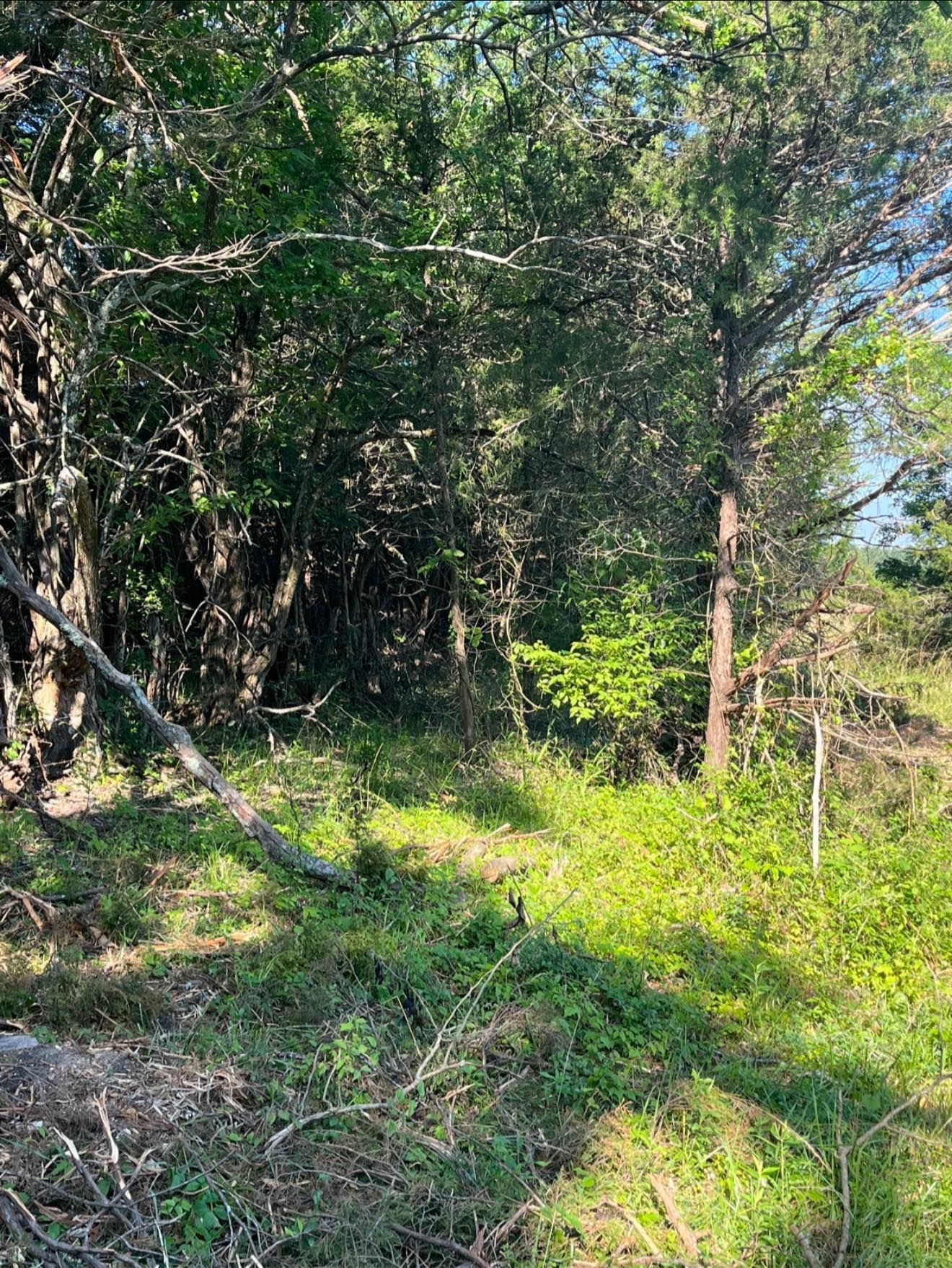 A bright, sunlit view of a dense forest edge with lush green trees, bushes, and a grassy foreground.