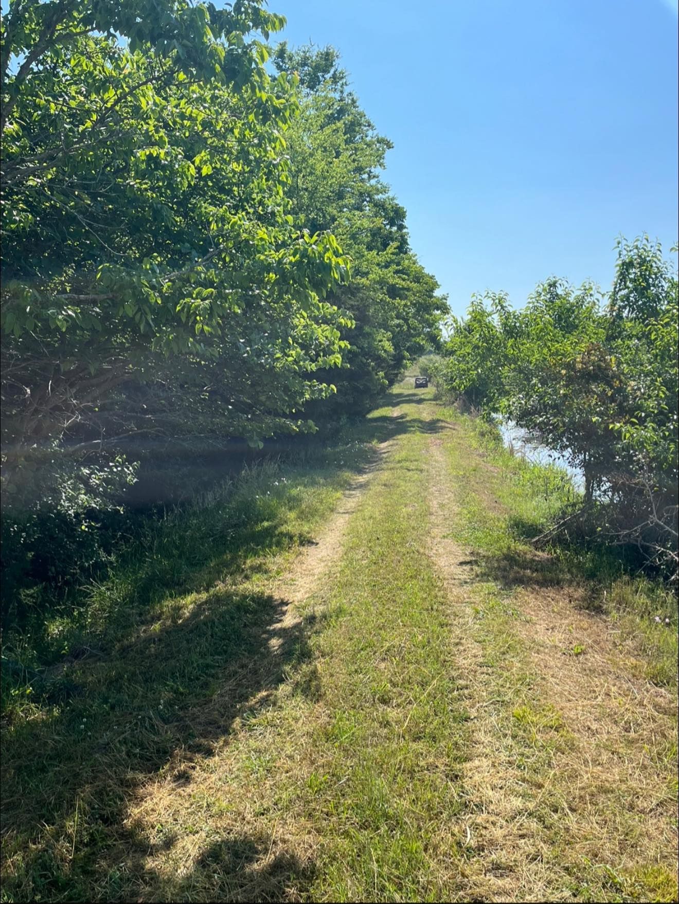 A grassy dirt path lined with green trees on the left and bushes on the right under a bright blue sky.
