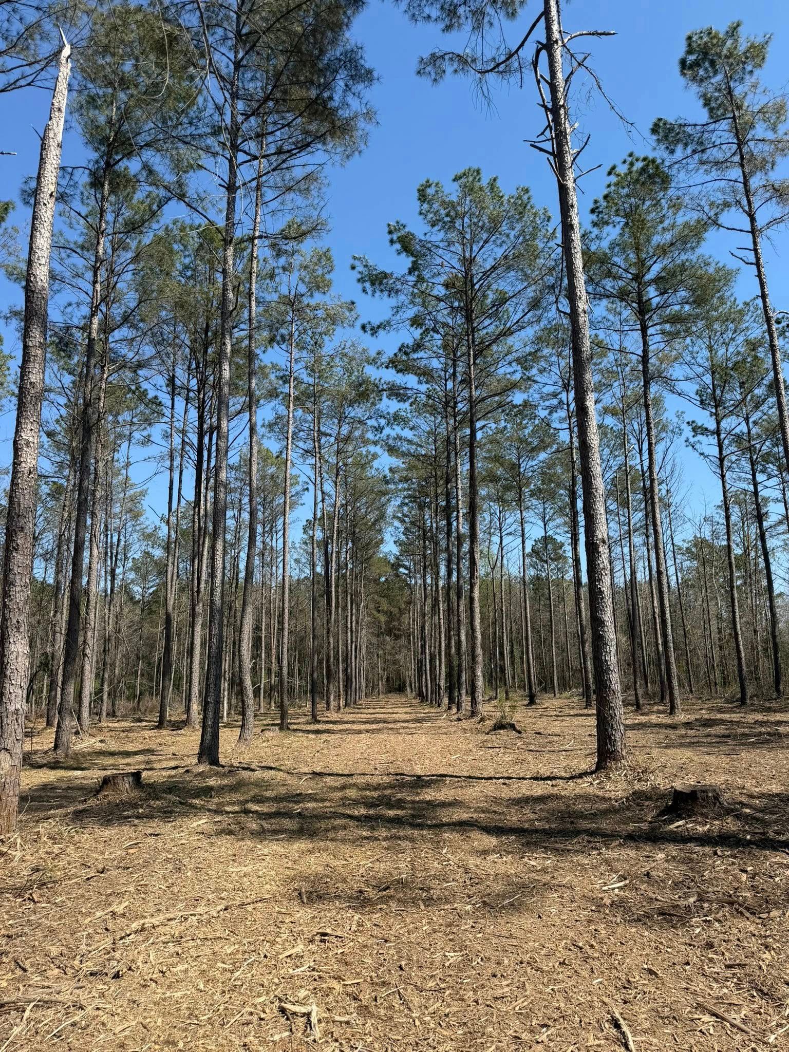 A pine forest under a clear blue sky, with a dry, pine-needle covered ground path leading through the trees.