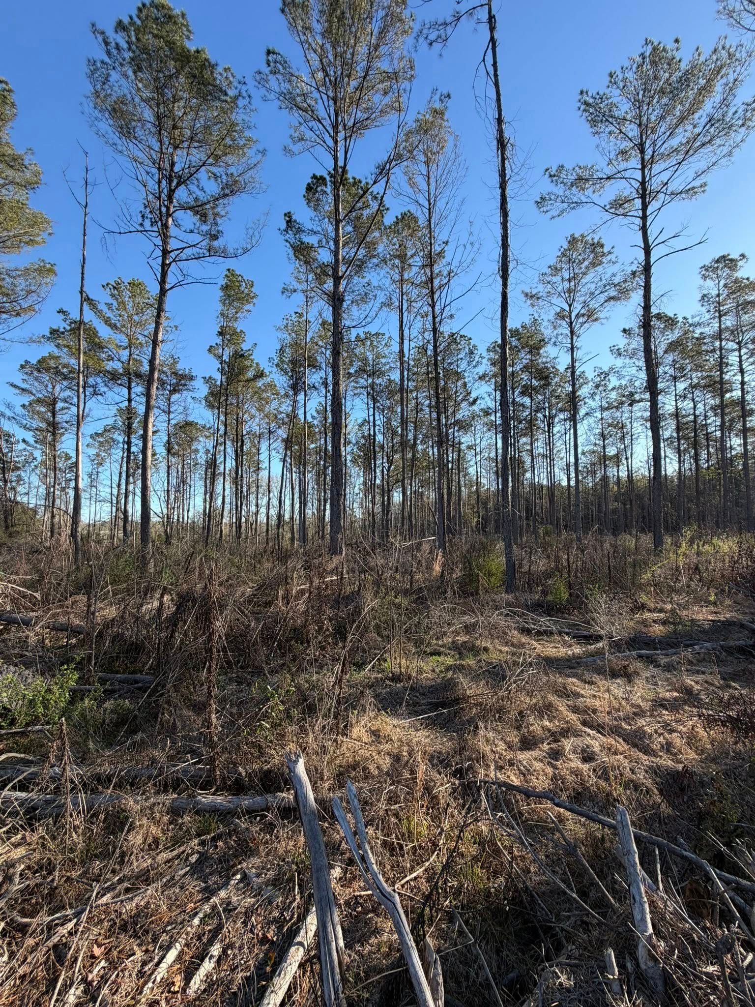 Tall pine trees stand against a clear blue sky above a clearing with dry brush and scattered fallen wood.