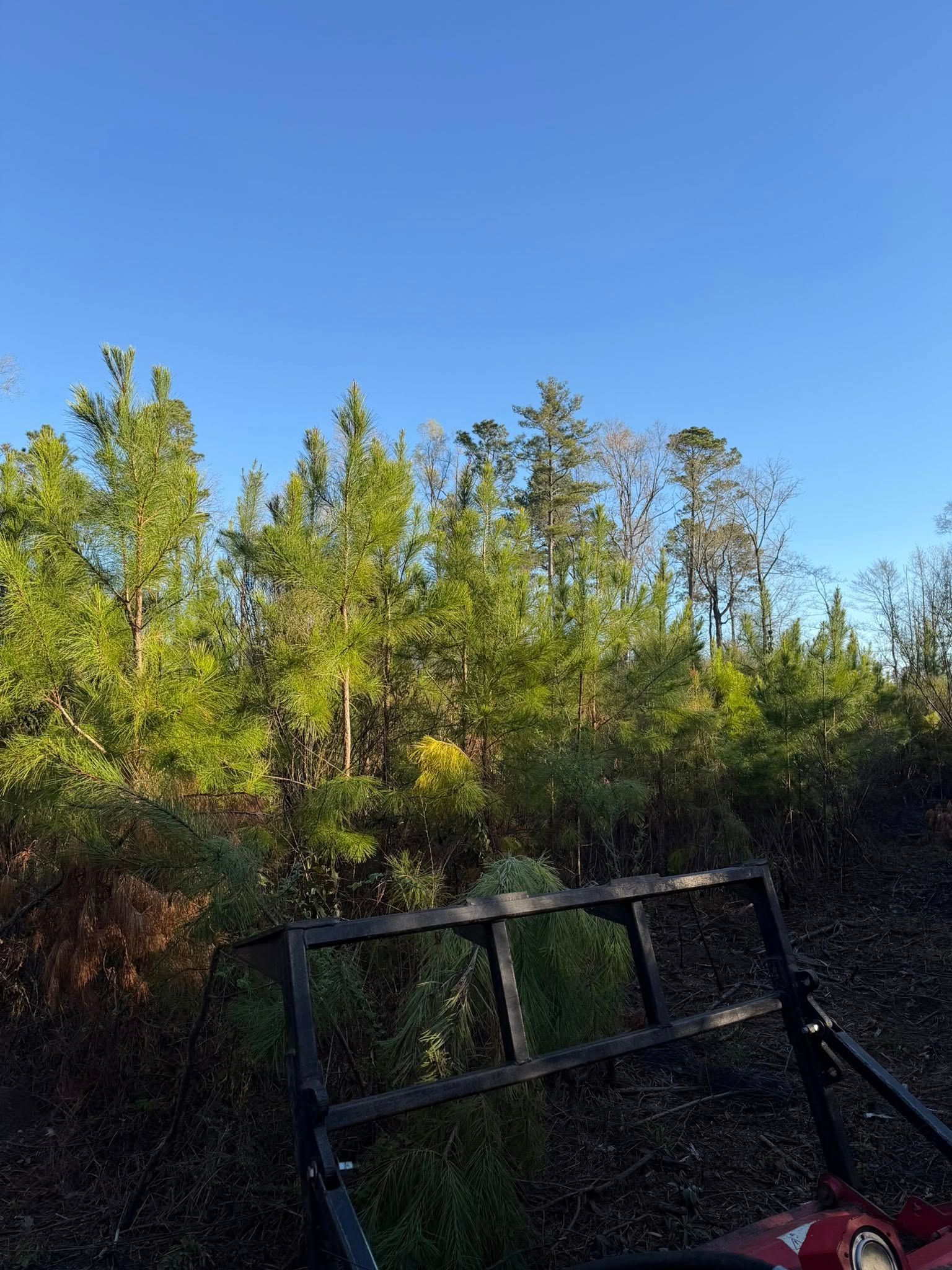 A view of a dense, green pine forest against a clear blue sky, seen from the front of a red tractor with a metal guard.