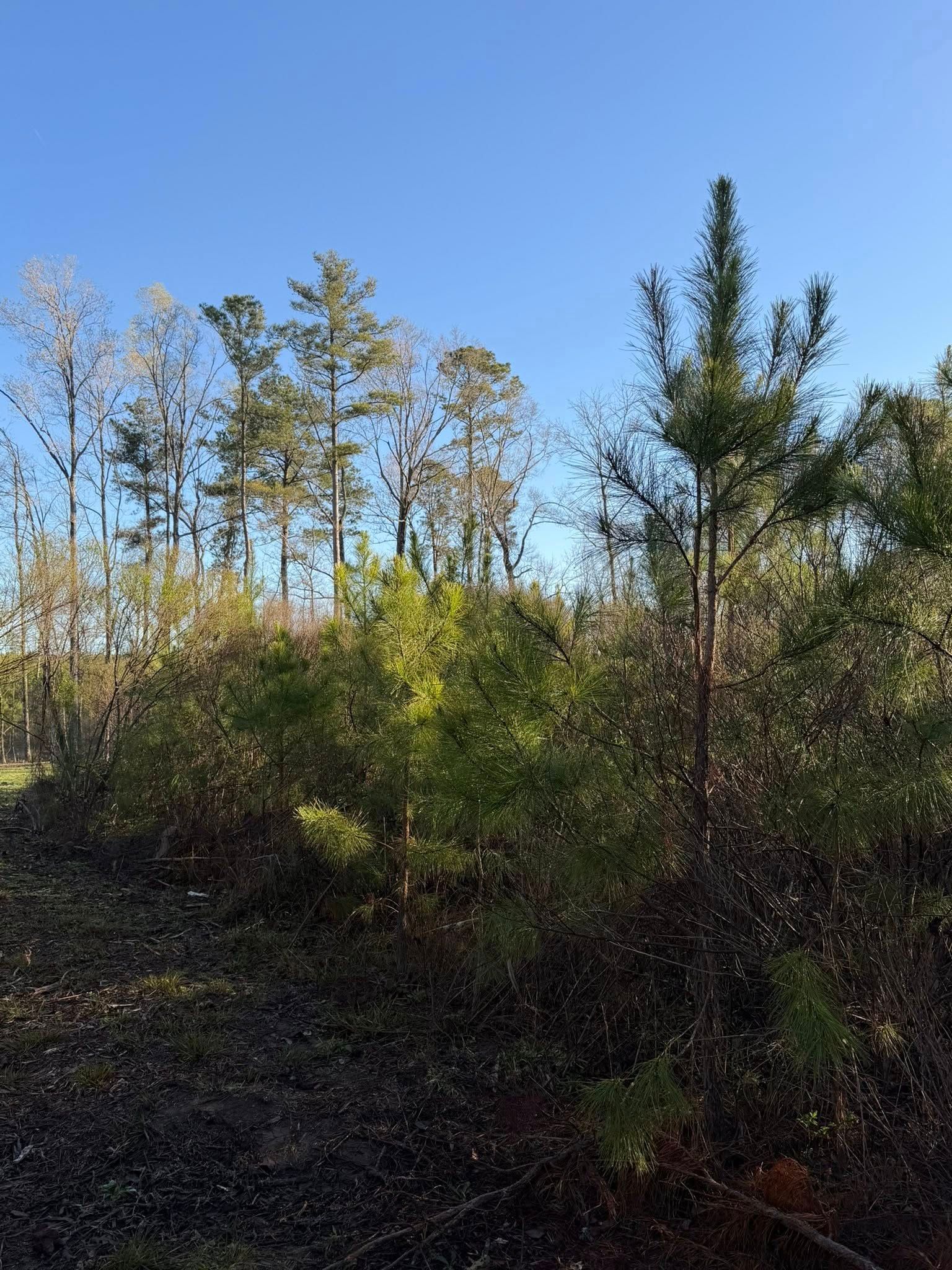 Young pine trees in the foreground with a dense, leafy forest edge and clear blue sky in the background.