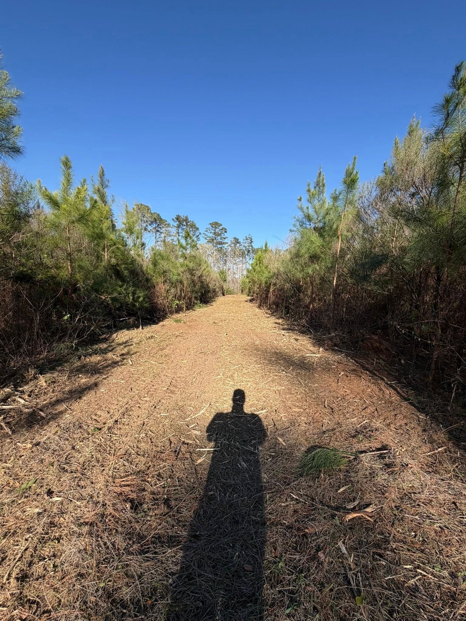 A person’s long shadow stretches across a wide, leaf-covered path between rows of pine trees under a clear blue sky.