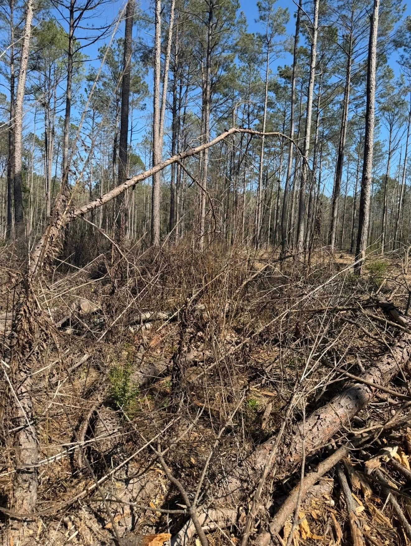 A pine forest area with a mix of standing trees and fallen branches scattered across the ground under a clear blue sky.