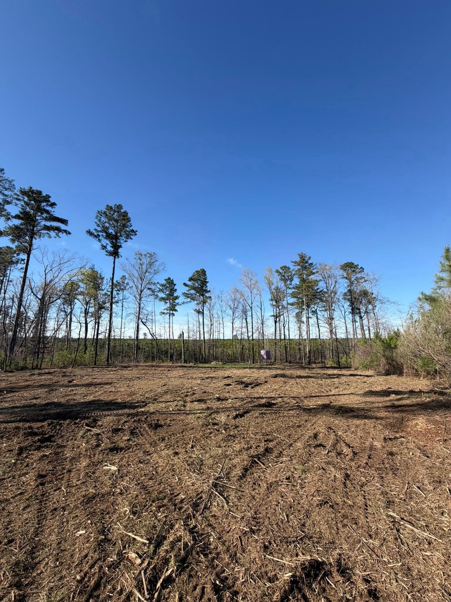 A clear, blue sky over a freshly cleared field with a line of tall pine trees in the background.