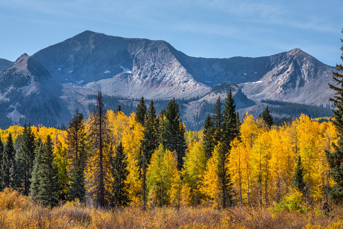 A forest in Colorado with trees turning yellow for fall and mountain in the back.