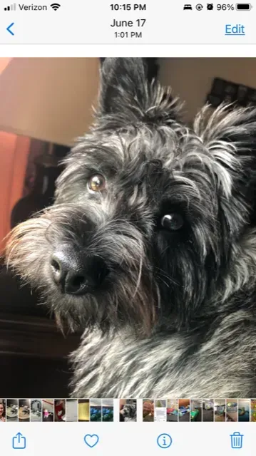 A close-up portrait of a gray and black terrier-mix dog looking upward with a curious, attentive expression.