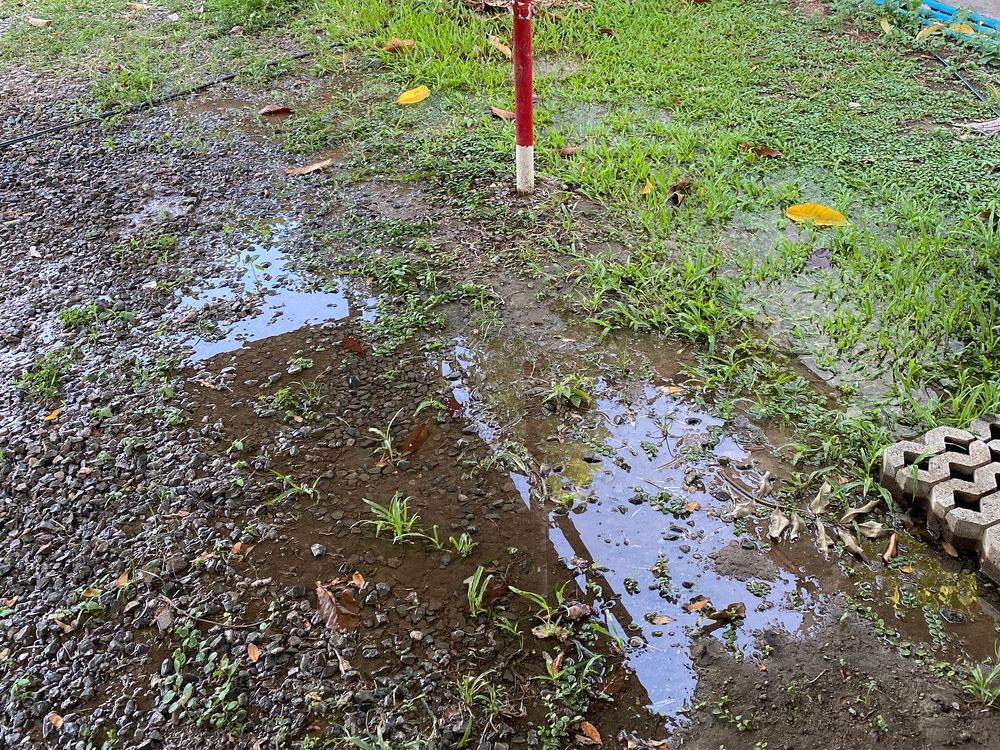 Muddy path with puddles beside green grass and a red-and-white post