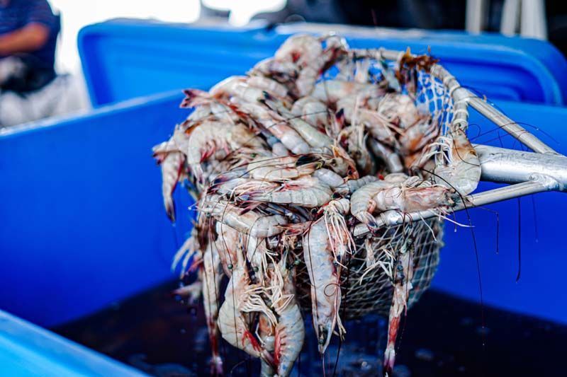 A heap of raw shrimp in a blue tub, being rinsed or handled with metal tongs.