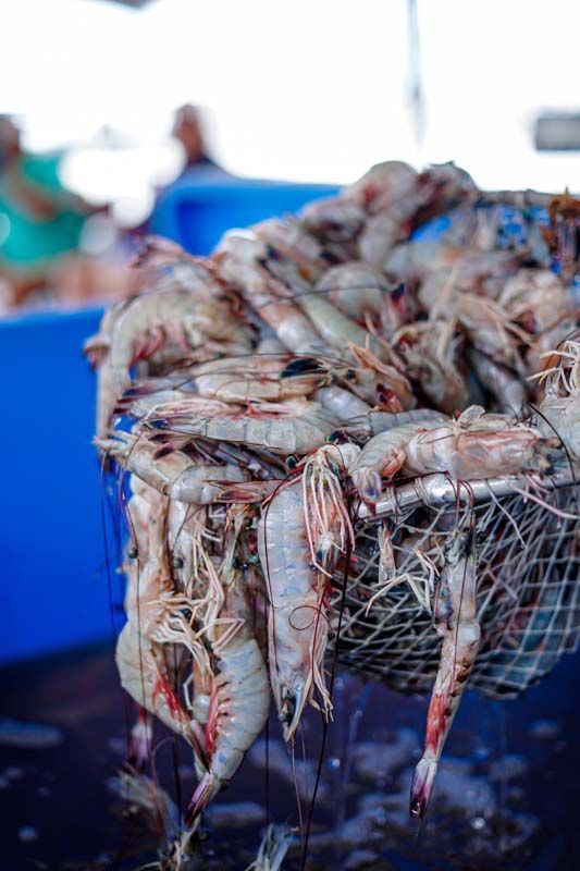 Pile of raw shrimp on ice at a market stall in a blue container