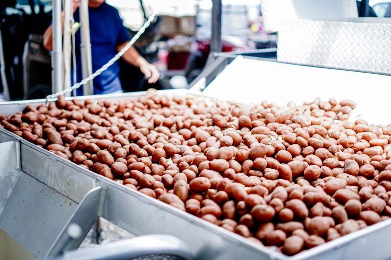 Potatoes moving on an industrial sorting conveyor in a food processing plant