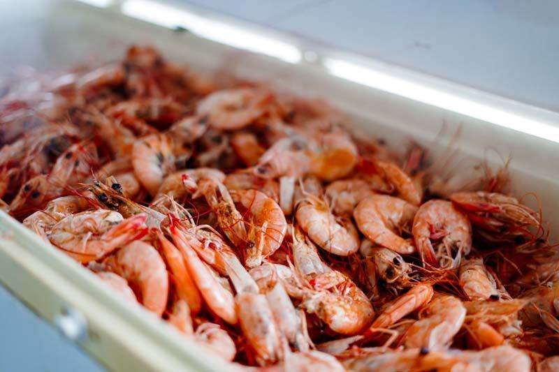 Tray of cooked shrimp piled in a metal serving pan