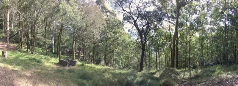 Sunny Forest Clearing With Tall Trees and Green Undergrowth on a Hillside — Jamac Cleaning Services in Wallsend, NSW