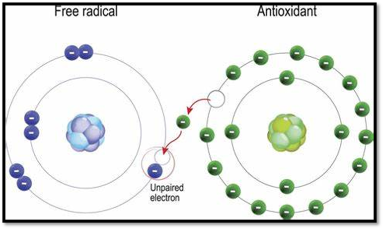 A diagram of a free radical and an antioxidant