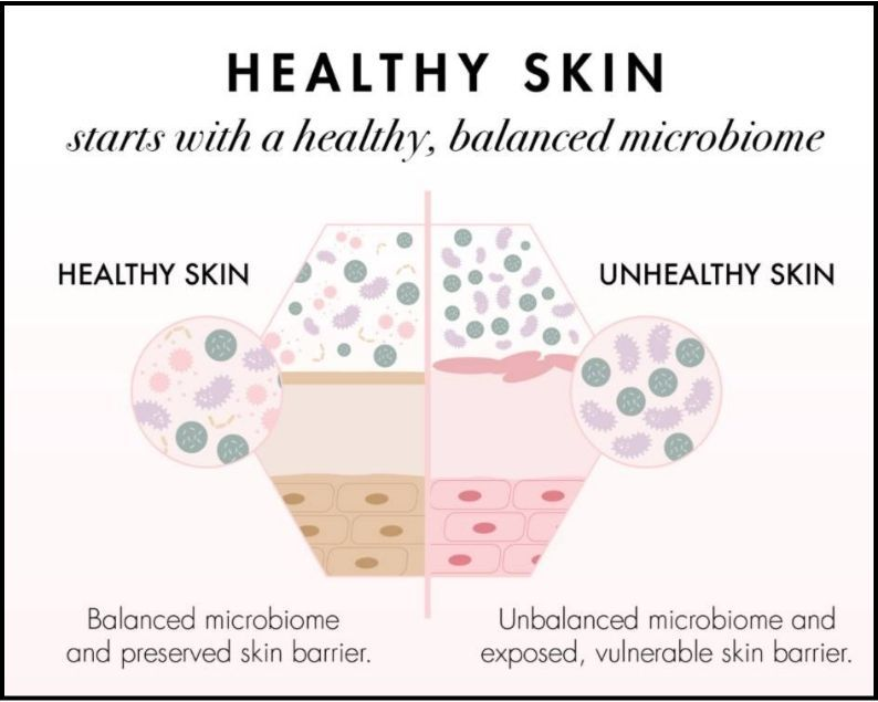 Healthy skin starts with a healthy , balanced microbiome.