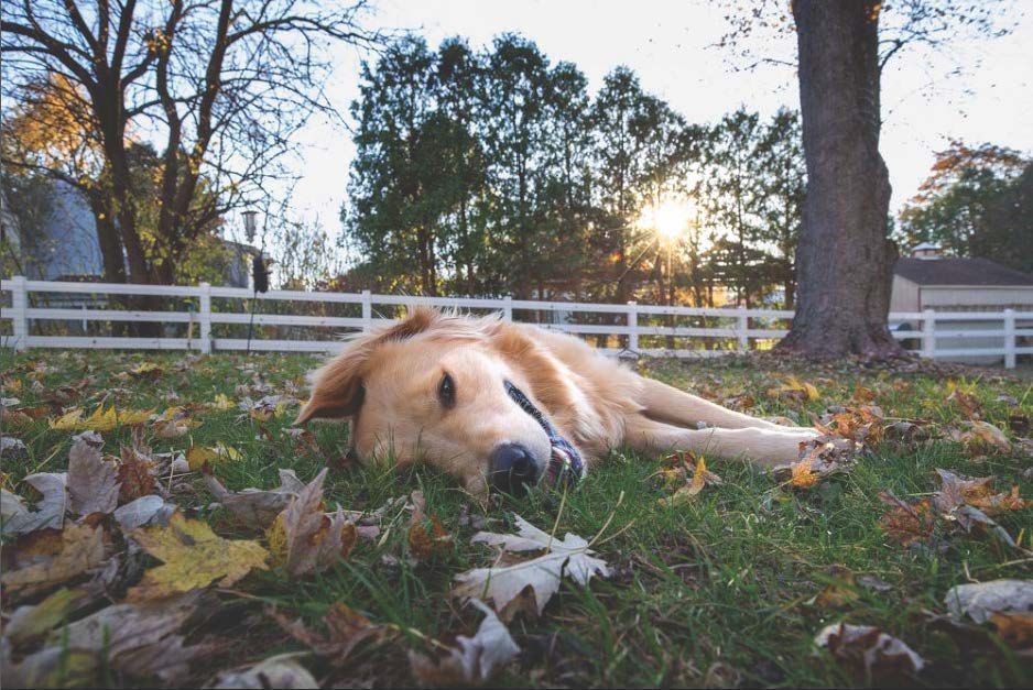 A dog is laying in the grass with leaves and a tree in the background.