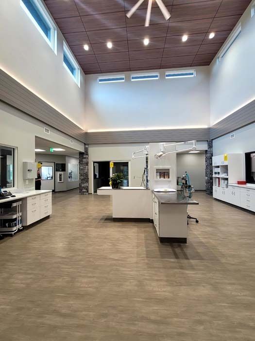 Empty modern cafeteria with tables, service counters, and high windows in a bright room
