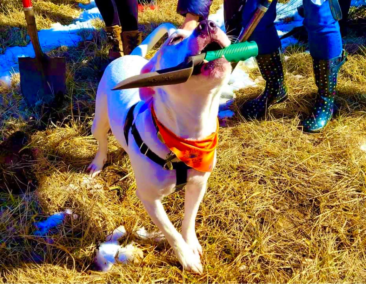 White dog in an orange bandana holding a toy in its mouth, standing on dry grass near people in blue pants.