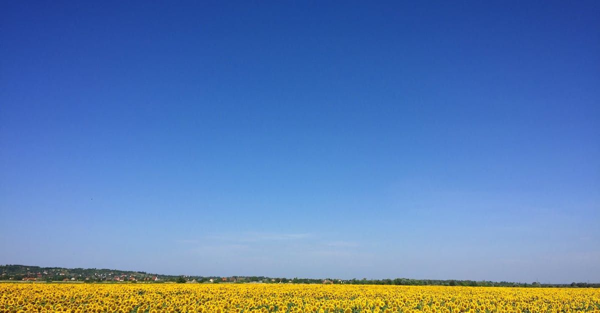 bloemenveld