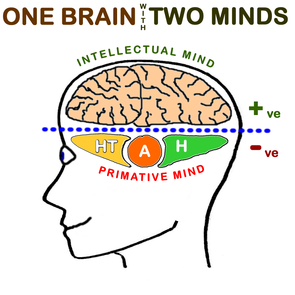 An image showing a simplified cross section of the brain with parts relevant to hypnotherapy with The Woodside Practice