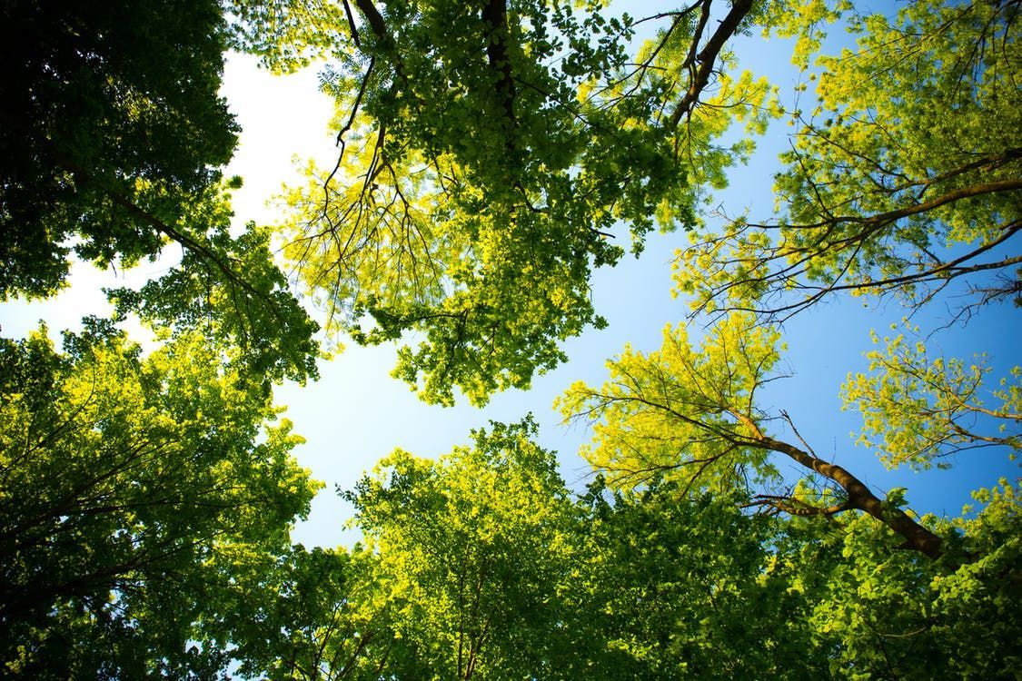 A photo looking up through a wooded canopy. The Woodside Practice