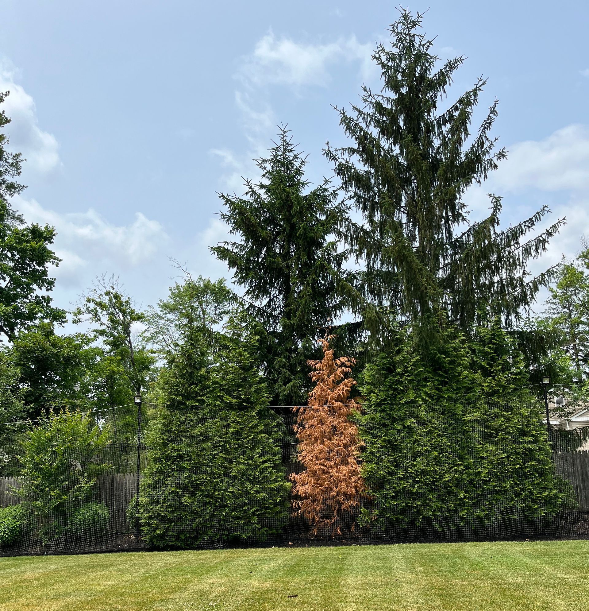 A lush green yard with trees and bushes in the background