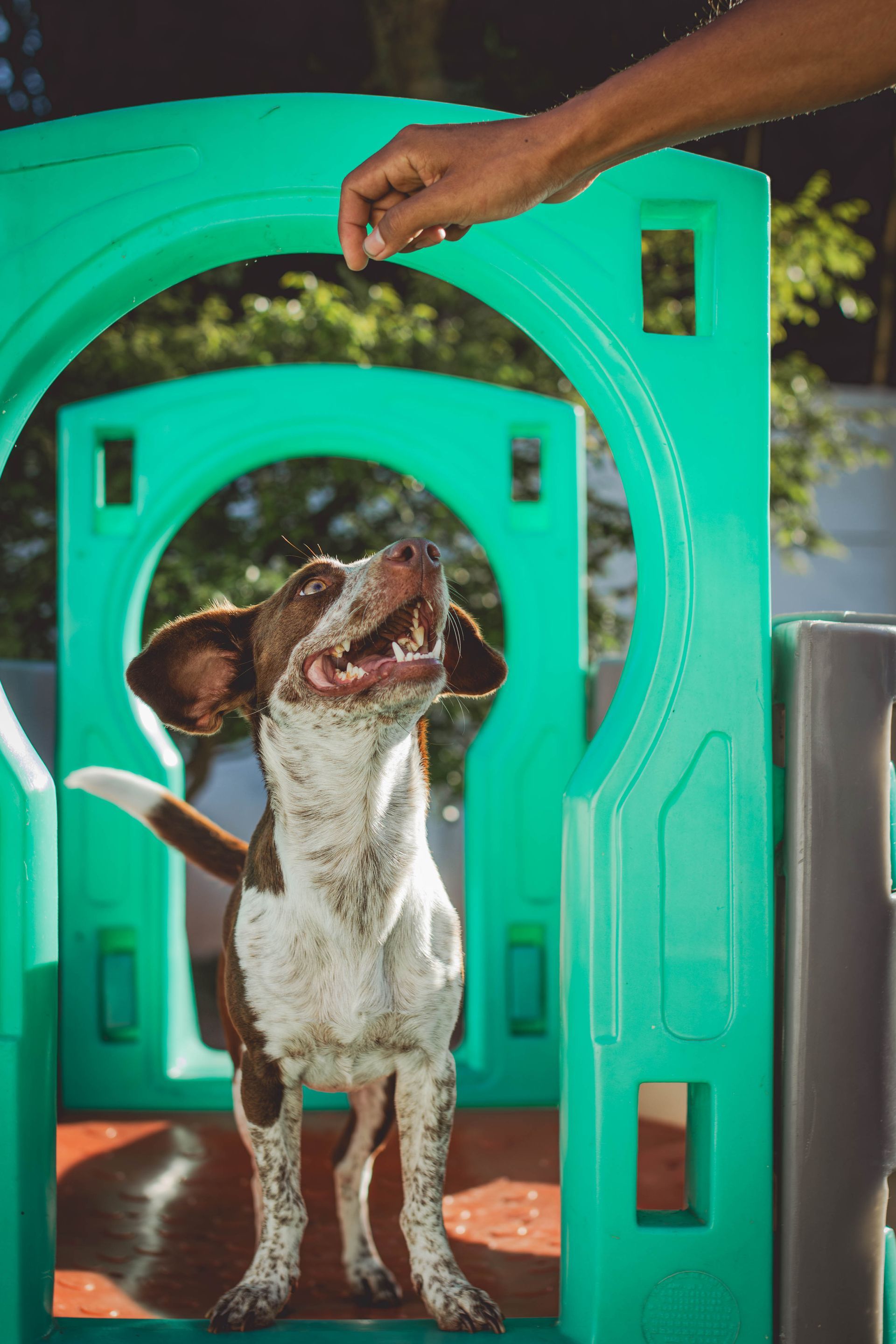 Um cachorro marrom e branco está em uma casinha de plástico verde.