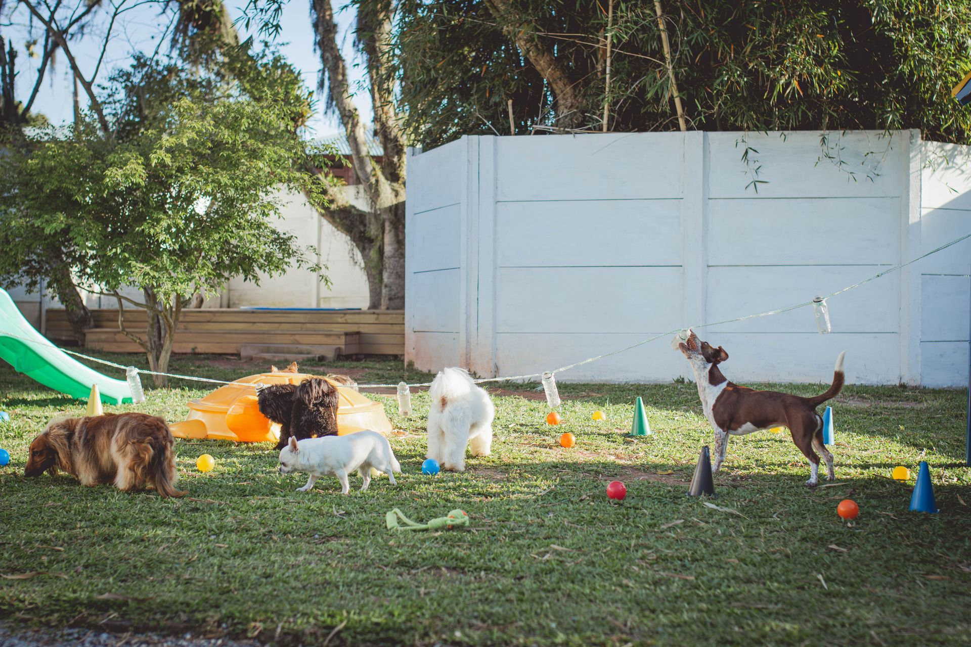Um grupo de cães está brincando em um quintal com brinquedos.