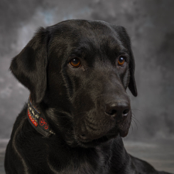 Brutus