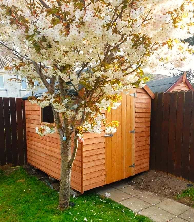 A wooden shed in a backyard next to a tree with white flowers