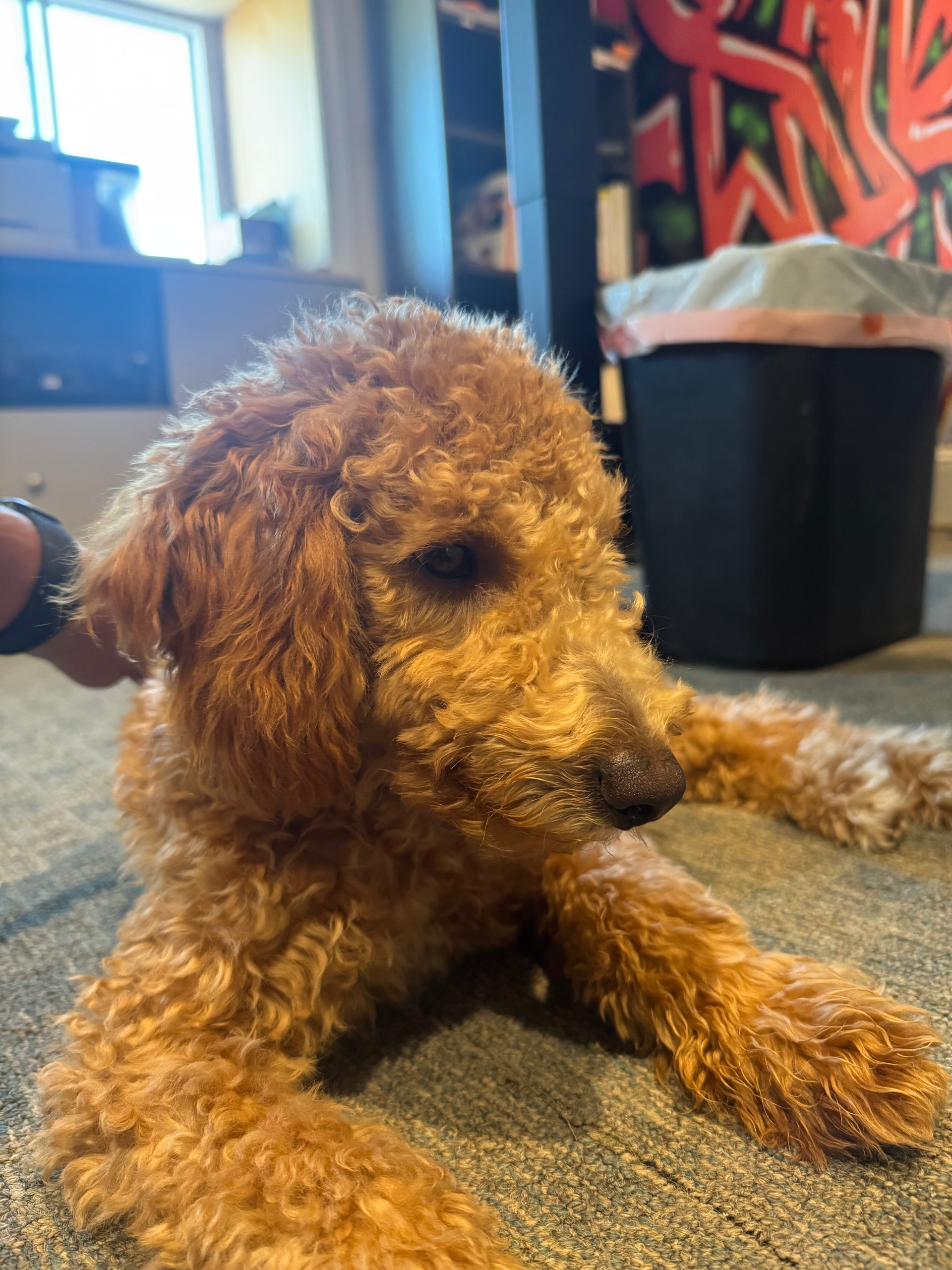 A brown puppy is sitting on a carpet and looking up at the camera.