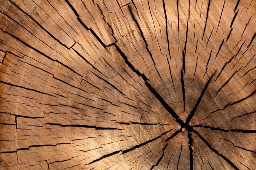 A close up of a tree stump showing the annual rings