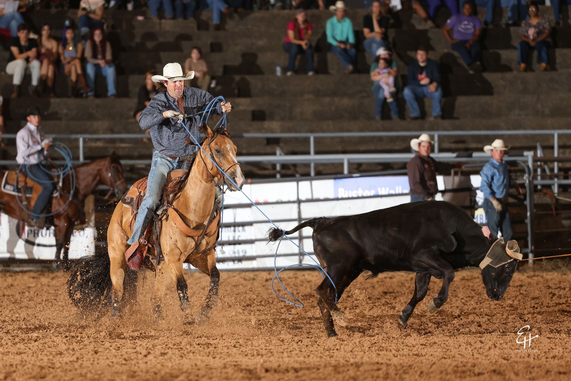 Cowboy on horseback chasing a black calf in a rodeo arena, with spectators in the stands.