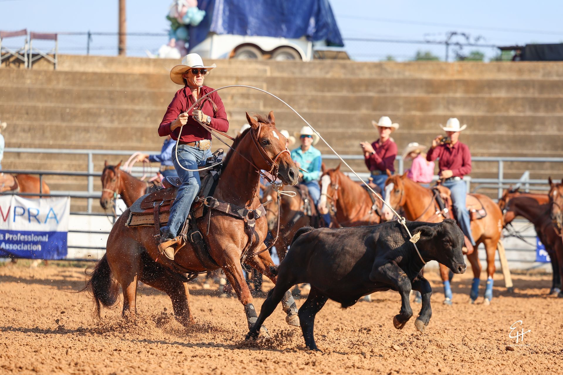 Cowboys on horseback roping a black calf in a rodeo arena