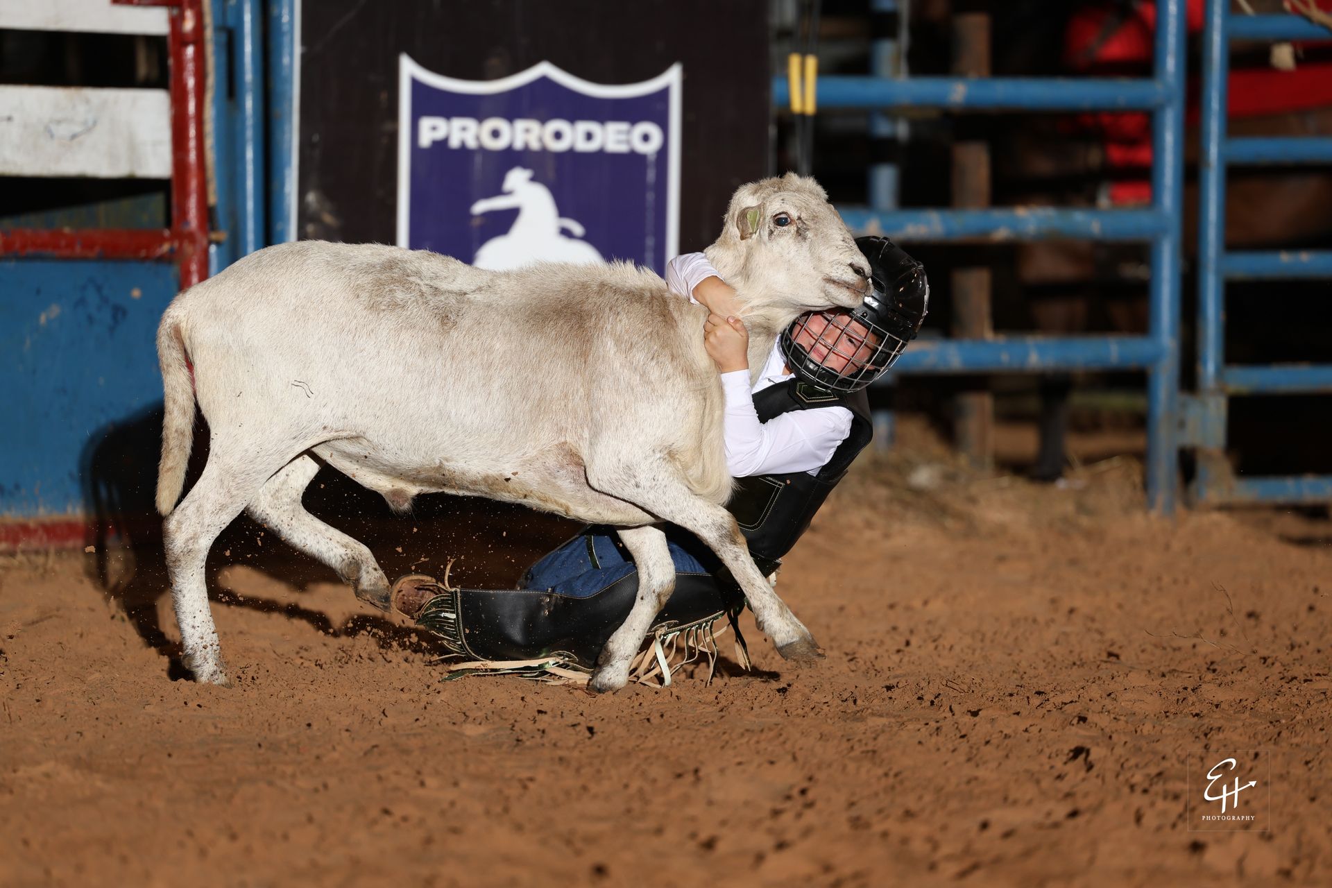 Cowboy wrestling a white steer in a dirt arena during a rodeo event